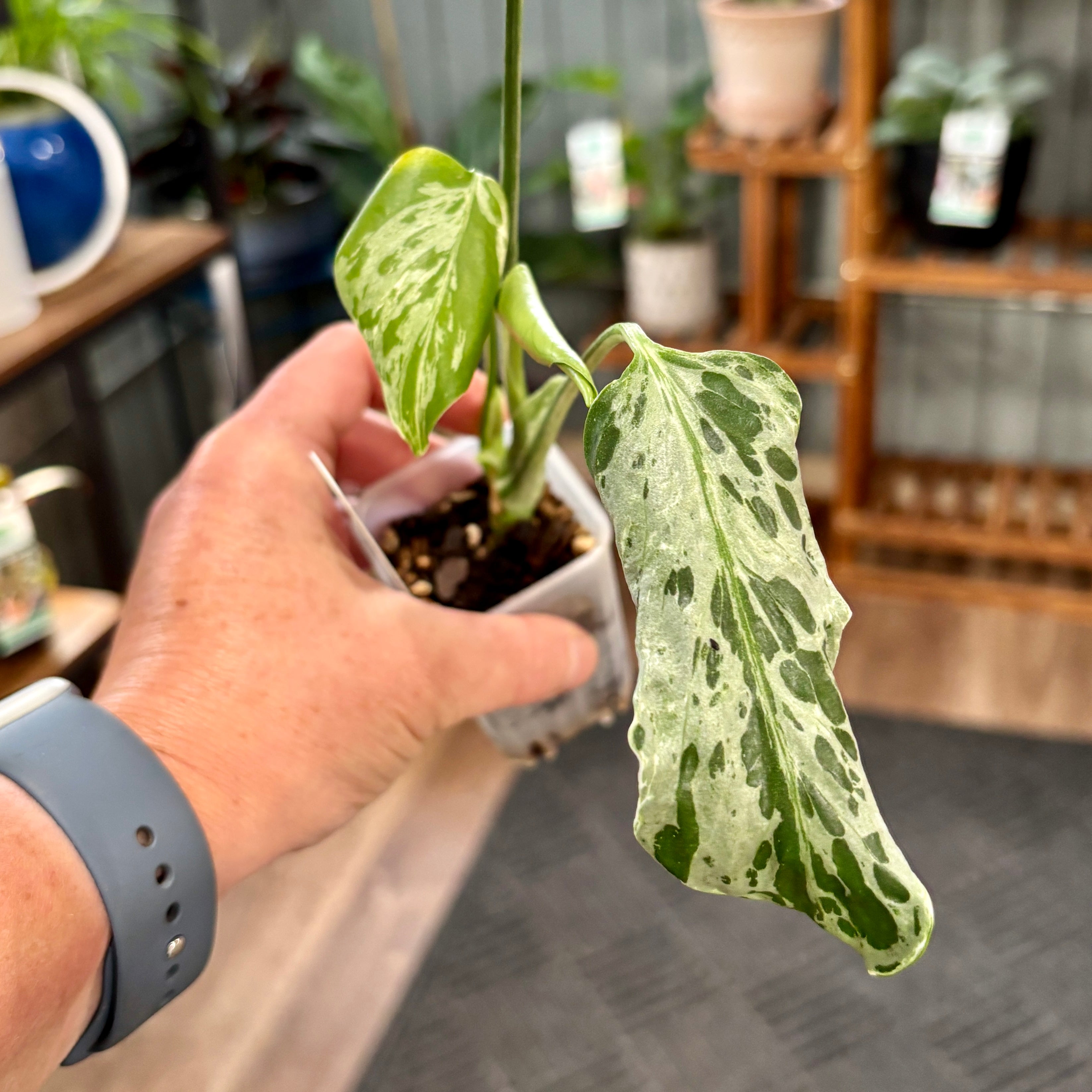 Monstera Bulbasar
