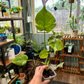 A person's hand holding a small potted Monstera plant with variegated green and white leaves inside a plant shop with shelves of other plants.