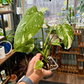 A person's hand holding a small potted variegated Monstera plant with green and cream leaves, set against a busy indoor plant shop background.