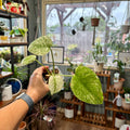 A person's hand holding a small potted variegated green and white Monstera in a plant shop, with shelves of other plants and a window in the background.