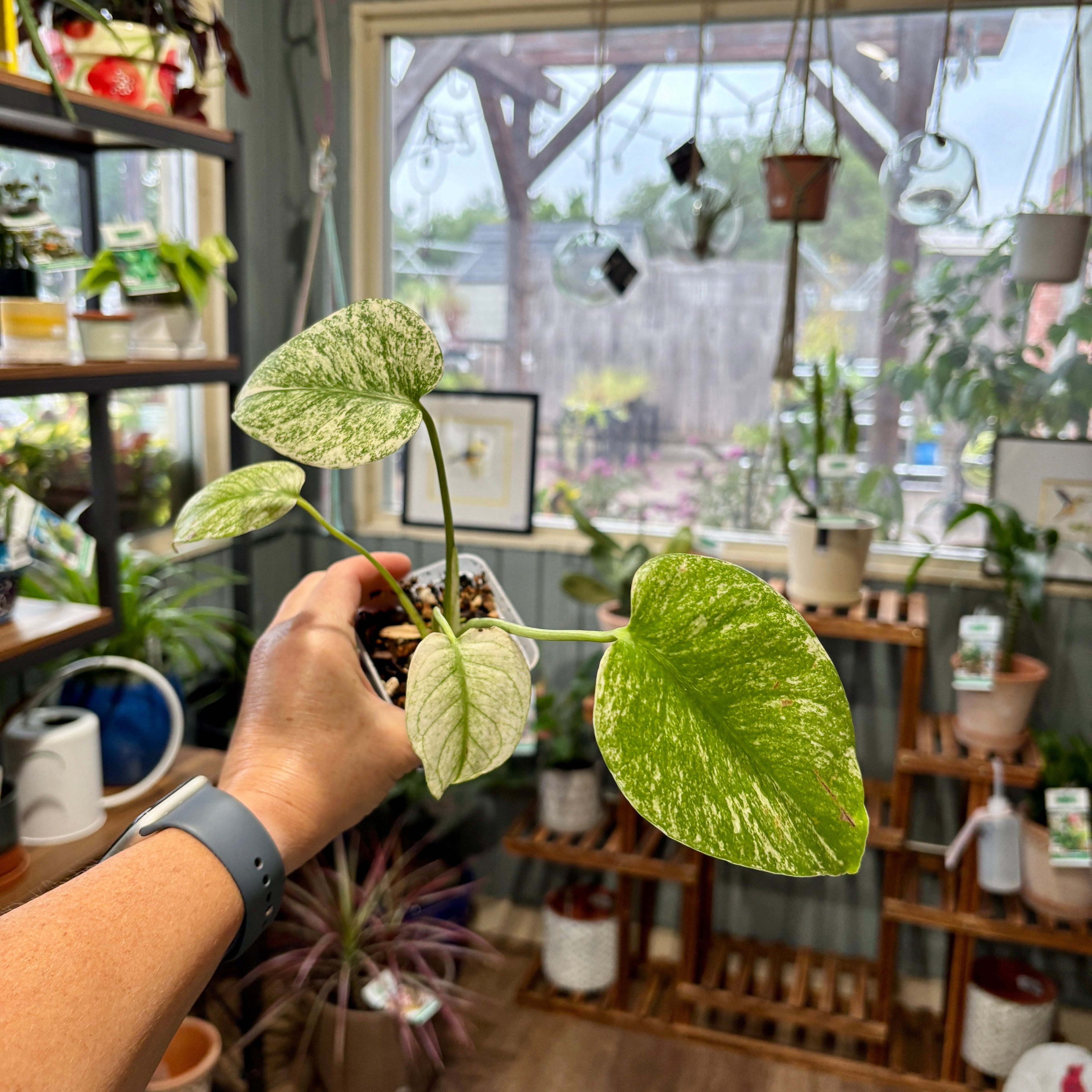 A person's hand holding a small potted variegated green and white Monstera in a plant shop, with shelves of other plants and a window in the background.