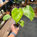 A hand holding a Monstera plant with large heart-shaped green and yellow variegated leaves in a plant shop.