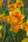 A close up picture of Congress Daffodil flower with yellow petals and an orange center with green stems and leaves at Paisley Gardens in Northfield, MN.
