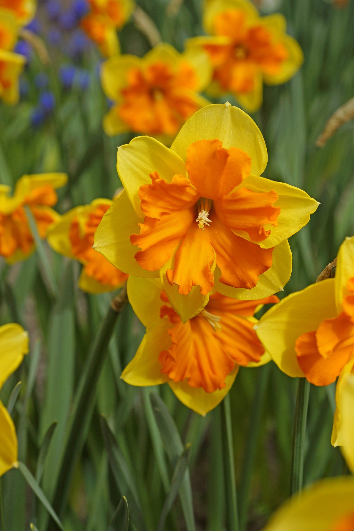 A close up picture of Congress Daffodil flower with yellow petals and an orange center with green stems and leaves at Paisley Gardens in Northfield, MN.