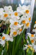 Blooming Daffodil 'Geranium' bulbs featuring white flowers with orange centers and green, grass like foliage in front of a blurred background at Paisley Gardens in Northfield, MN.