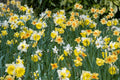 A dense field of blooming daffodils in a garden, featuring yellow and white flowers with orange centers and green foliage at Paisley Gardens in Northfield, MN.