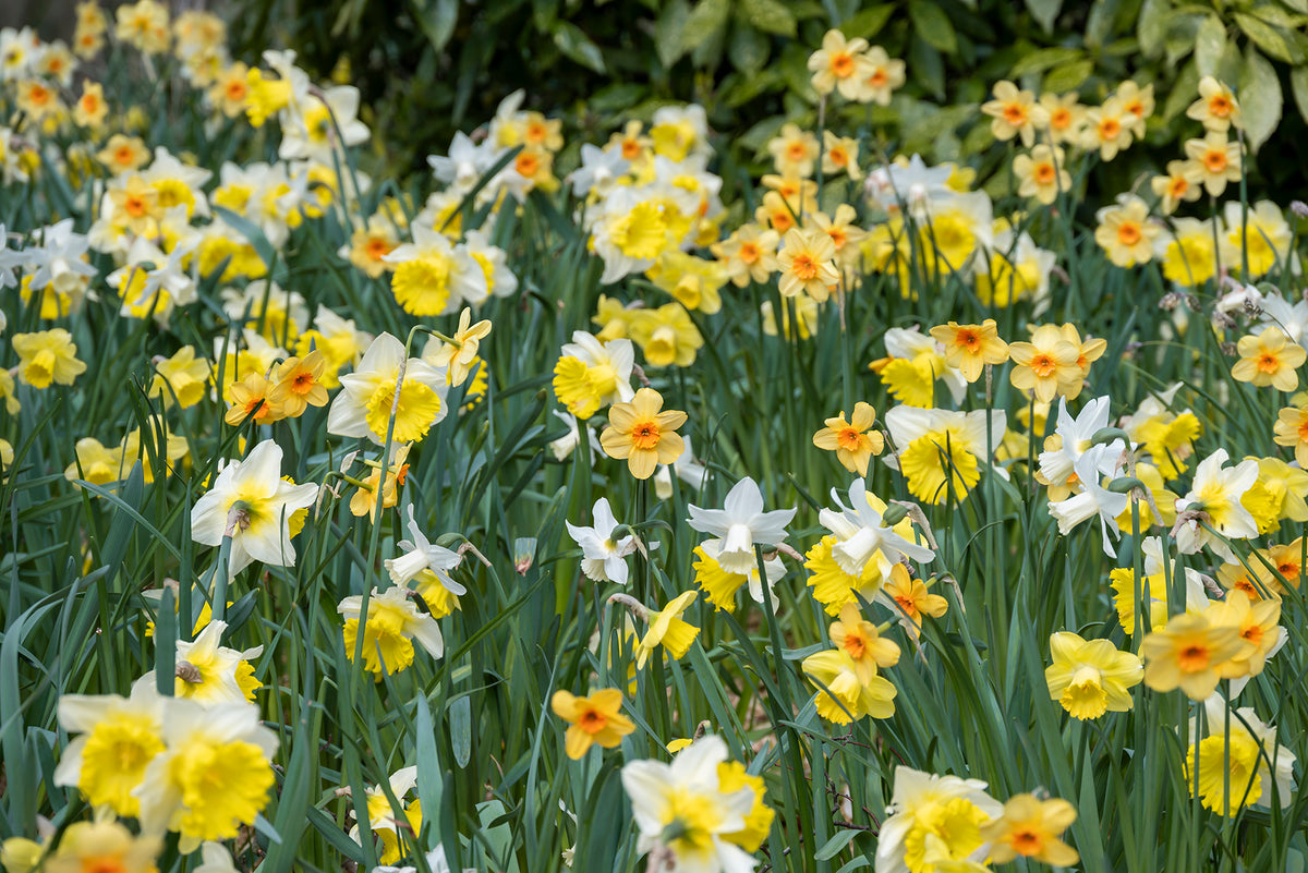 A dense field of blooming daffodils in a garden, featuring yellow and white flowers with orange centers and green foliage at Paisley Gardens in Northfield, MN.