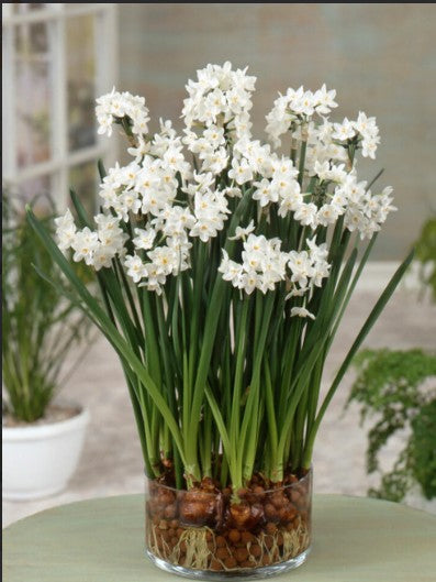 A glass cylinder filled with white blooming Paperwhite flowers in a blurred background at Paisley Gardens in Northfield, MN.