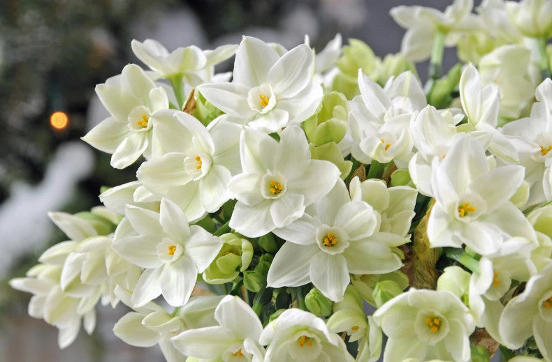 A close up photo of small white Paperwhite flowers at Paisley Gardens in Northfield, MN.