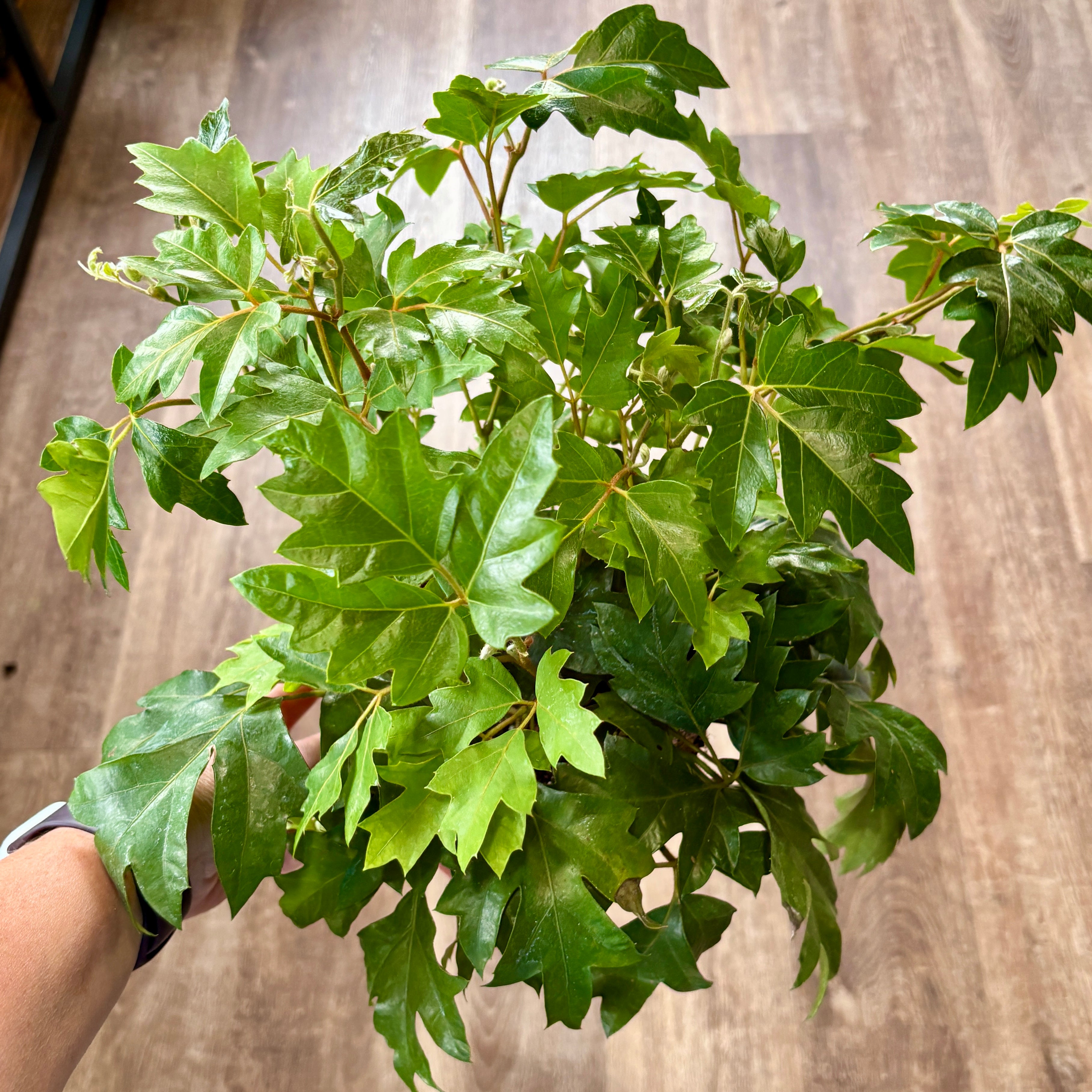 A hand holding a green trailing deeply lobed ivy plant with a wood background at Paisley Gardens in Northfield, MN.