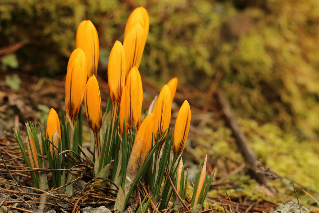 A cluster of bright yellow-orange crocuses with green leaves growing in a natural forest floor setting with pine needles and moss. For sale at Paisley Gardens in Northfield, MN.
