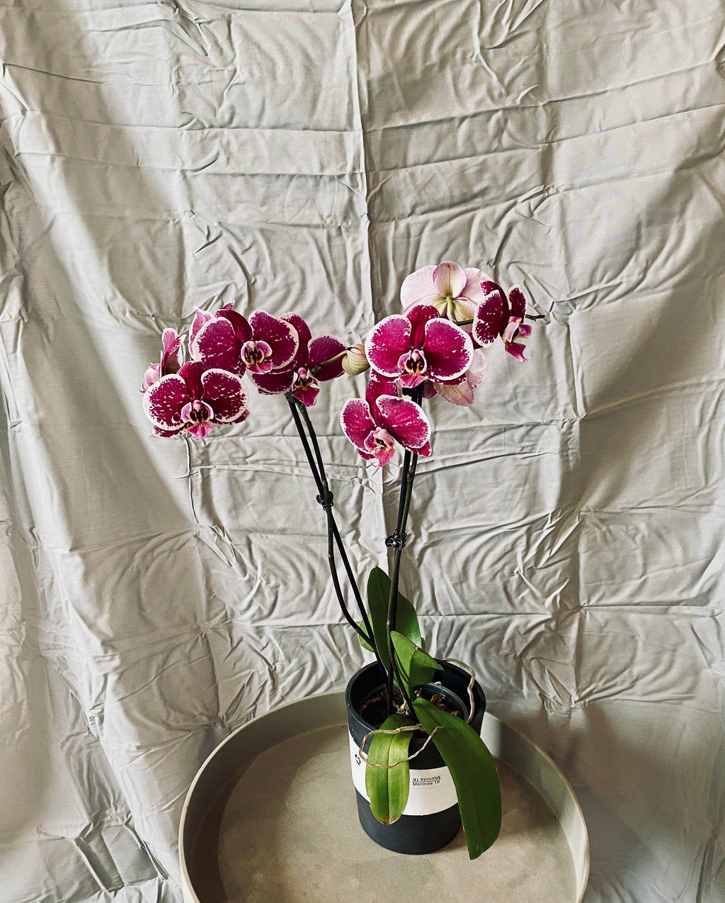 Blooming orchid plant sitting in a black and white pot with a gray textured back ground. 