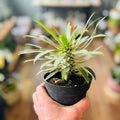 Hand holding a small potted plant with elongated green leaves in a plant shop in front of a blurred background