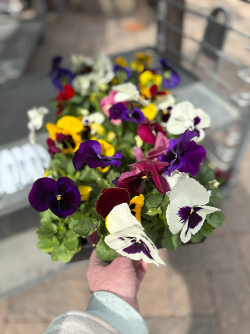 A hand holding a potted cluster of colorful pansies, including purple, white, yellow, and red flowers with green leaves, in an outdoor garden setting at Paisley Gardens in Northfield, MN.