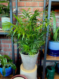 A potted green palm plant with slender fronds in a light gray concrete pot, displayed on a wooden stool in front of a brick wall and metal shelving with other houseplants at Paisley Gardens in Northfield, MN.