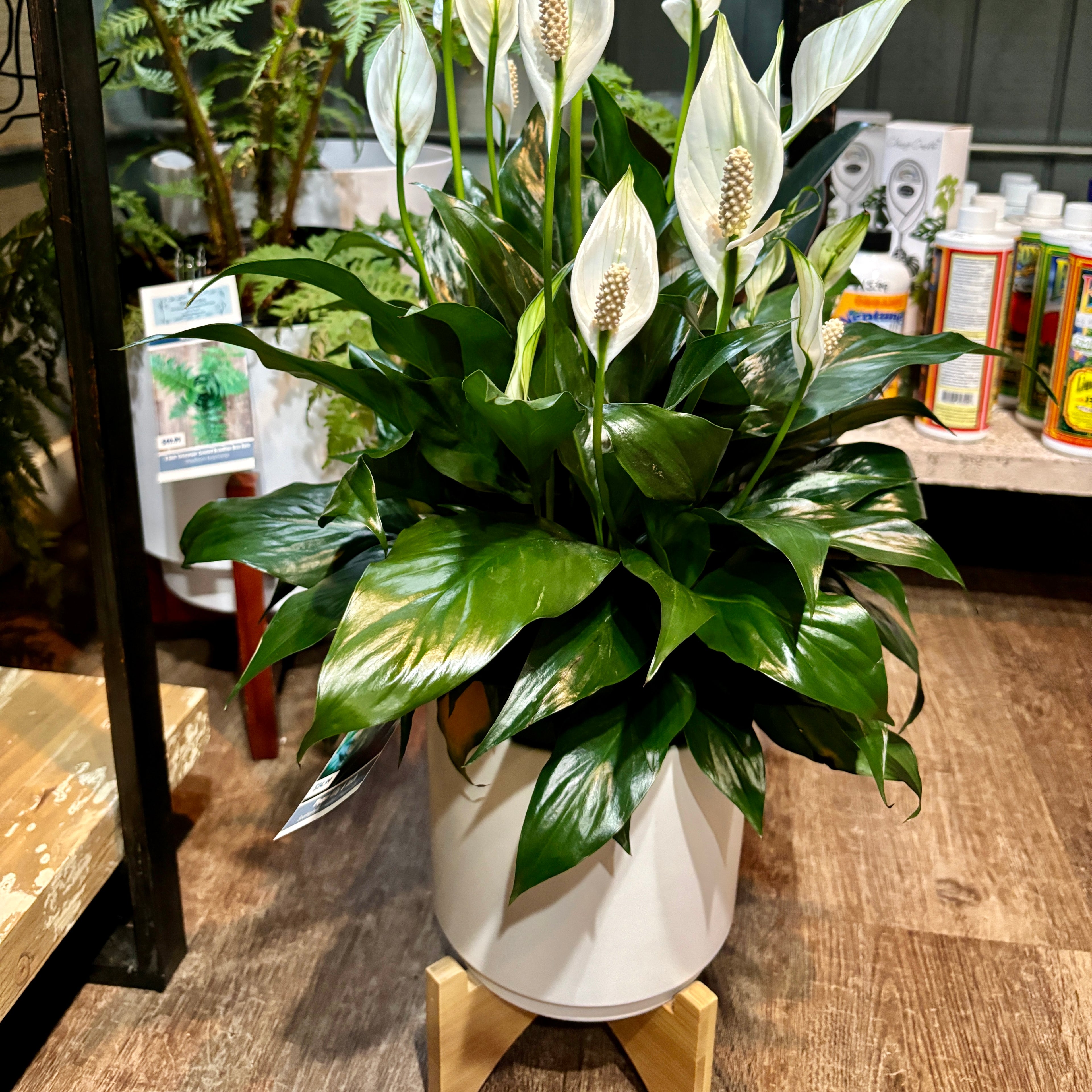 A large peace lily plant with glossy green leaves and white flowers, displayed in a white pot sitting in small wooden stand in a store setting.