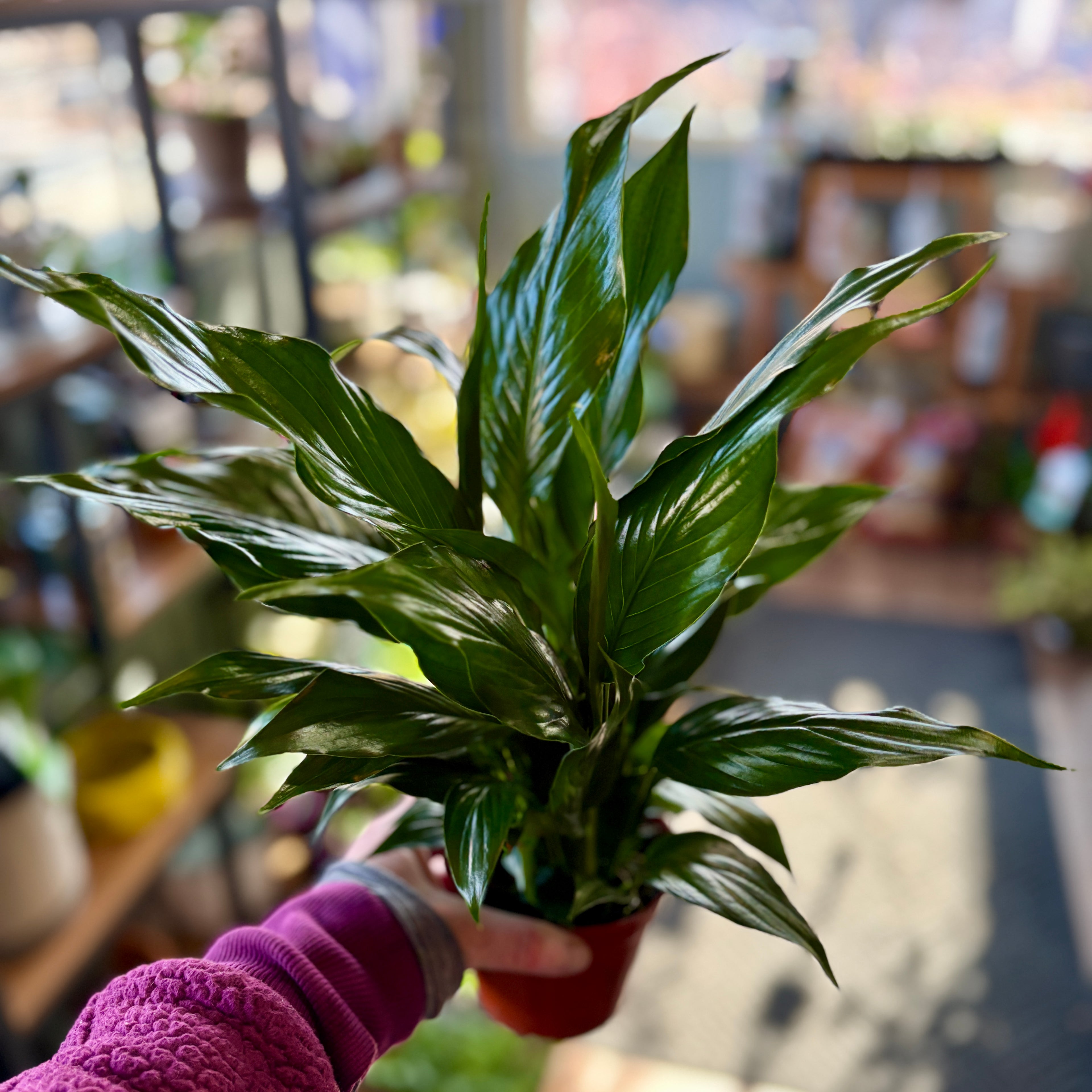 A potted green plant with long, glossy leaves held by a person wearing a purple sleeve in a bright, softly blurred indoor setting.