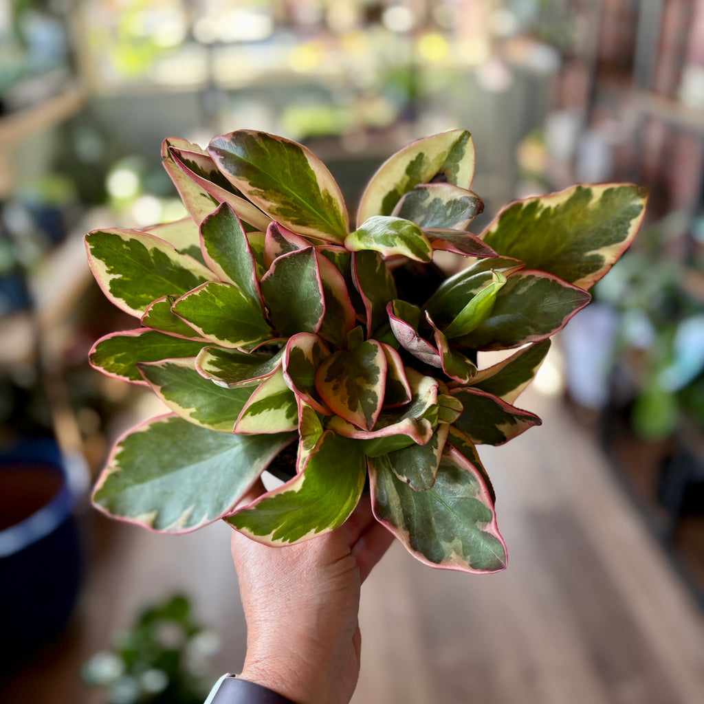 A hand holding a variegated plant with green, yellow, and reddish-pink variegated leaves, set against a blurred indoor background.
