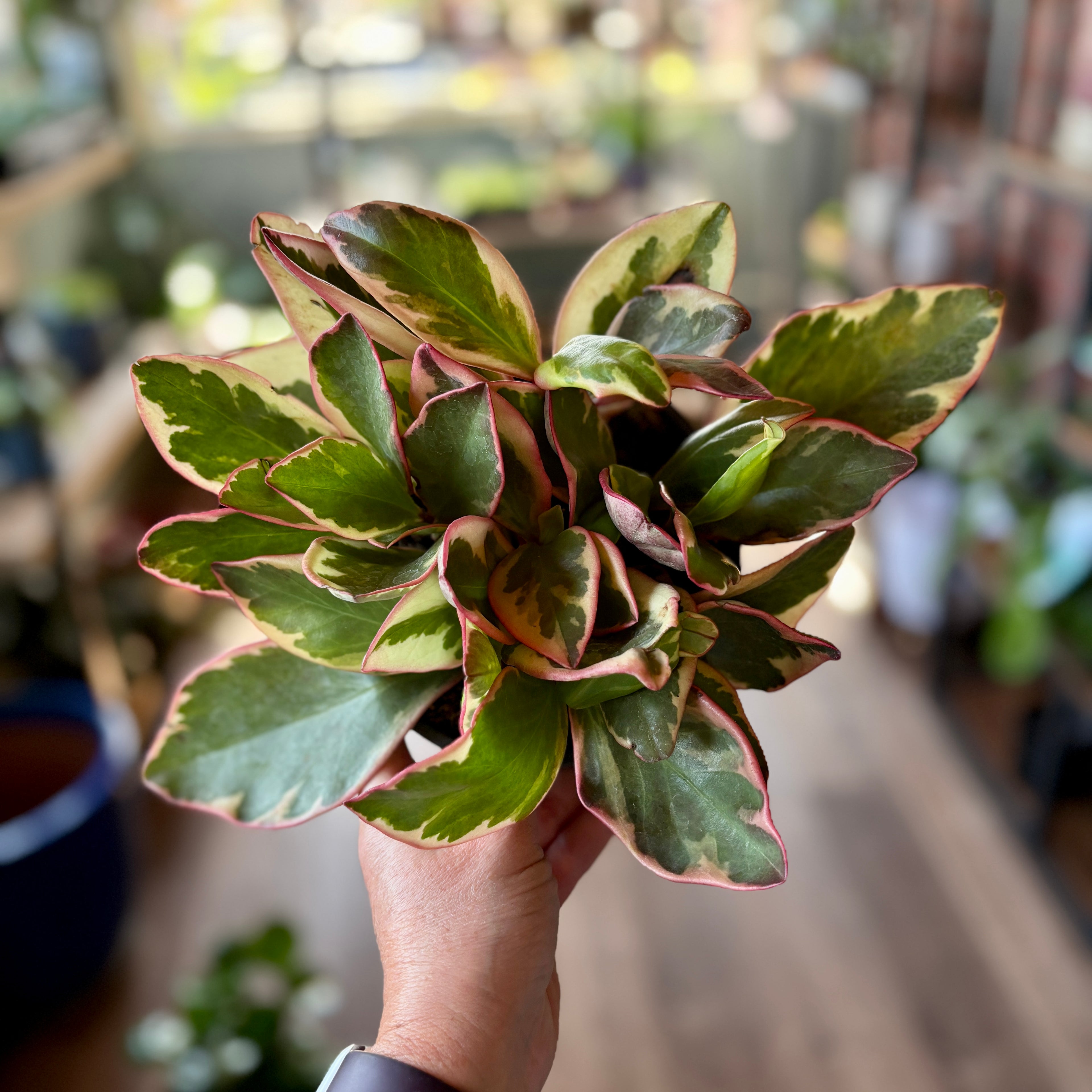 A hand holding a variegated plant with green, yellow, and reddish-pink variegated leaves, set against a blurred indoor background.