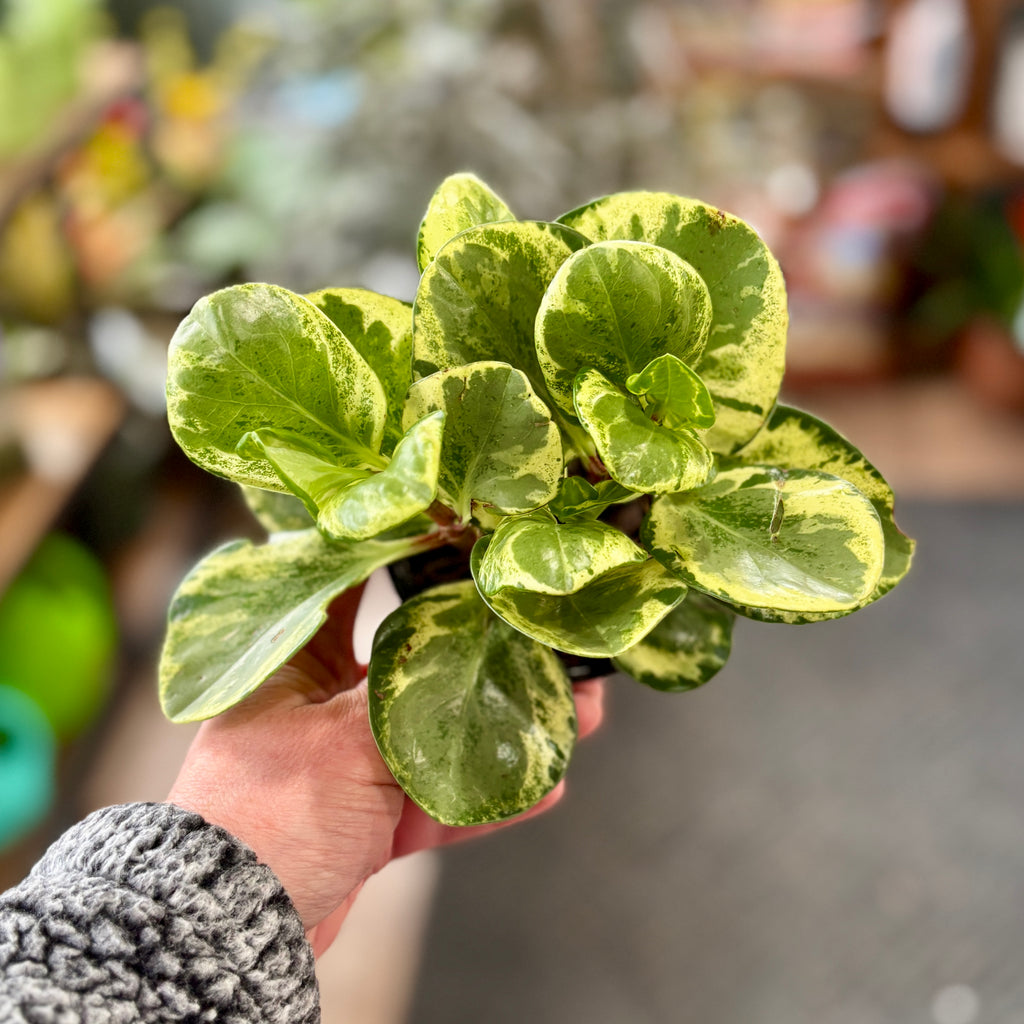 A hand holding a small variegated green plant with round, glossy leaves showing yellow and cream edges, set against a blurred outdoor background.