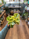 Person holding a small green plant with yellow variegation at Paisley Gardens in Northfield, MN.