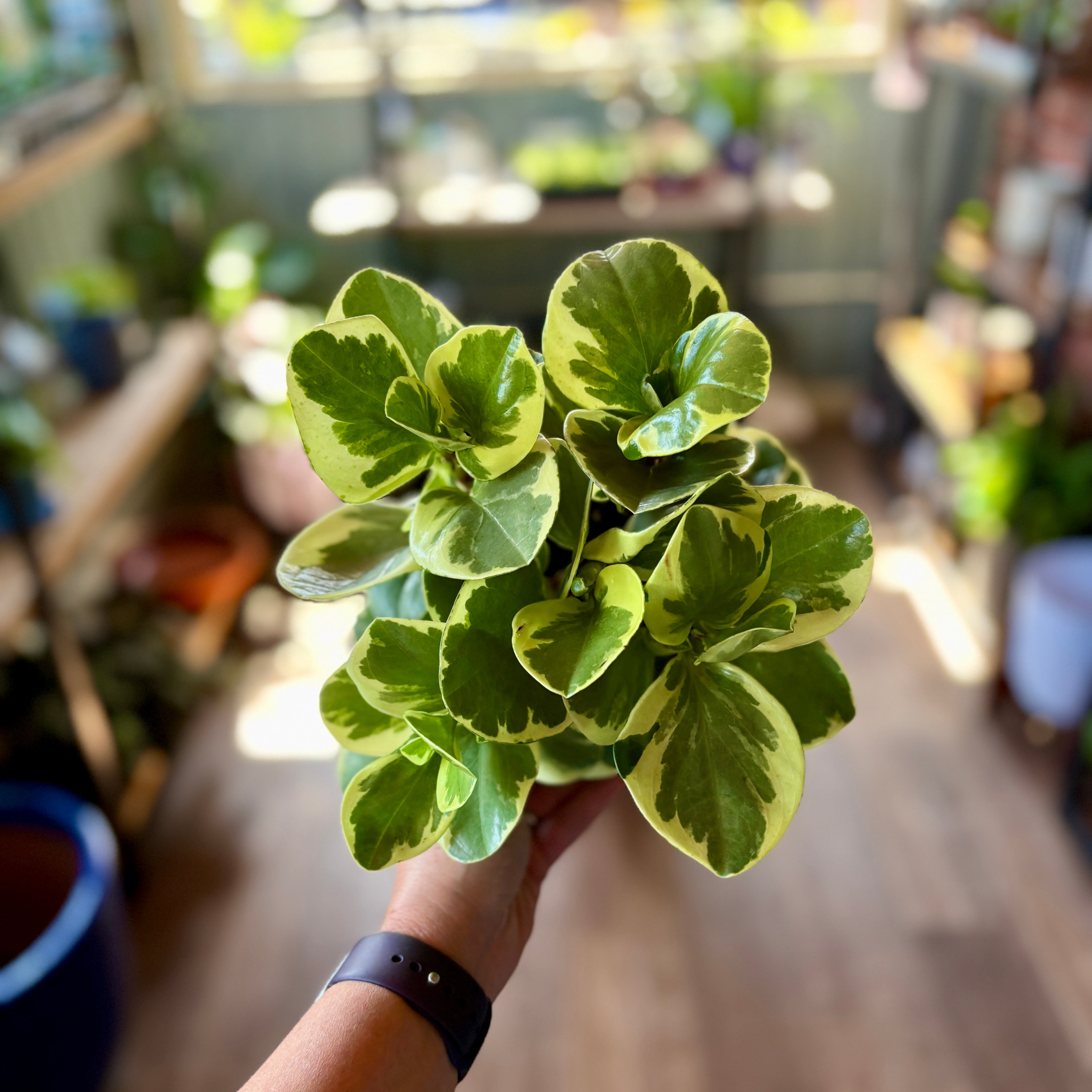 Hand holding a green leafy plant with green and yellow variegated leaves in a blurred indoor setting