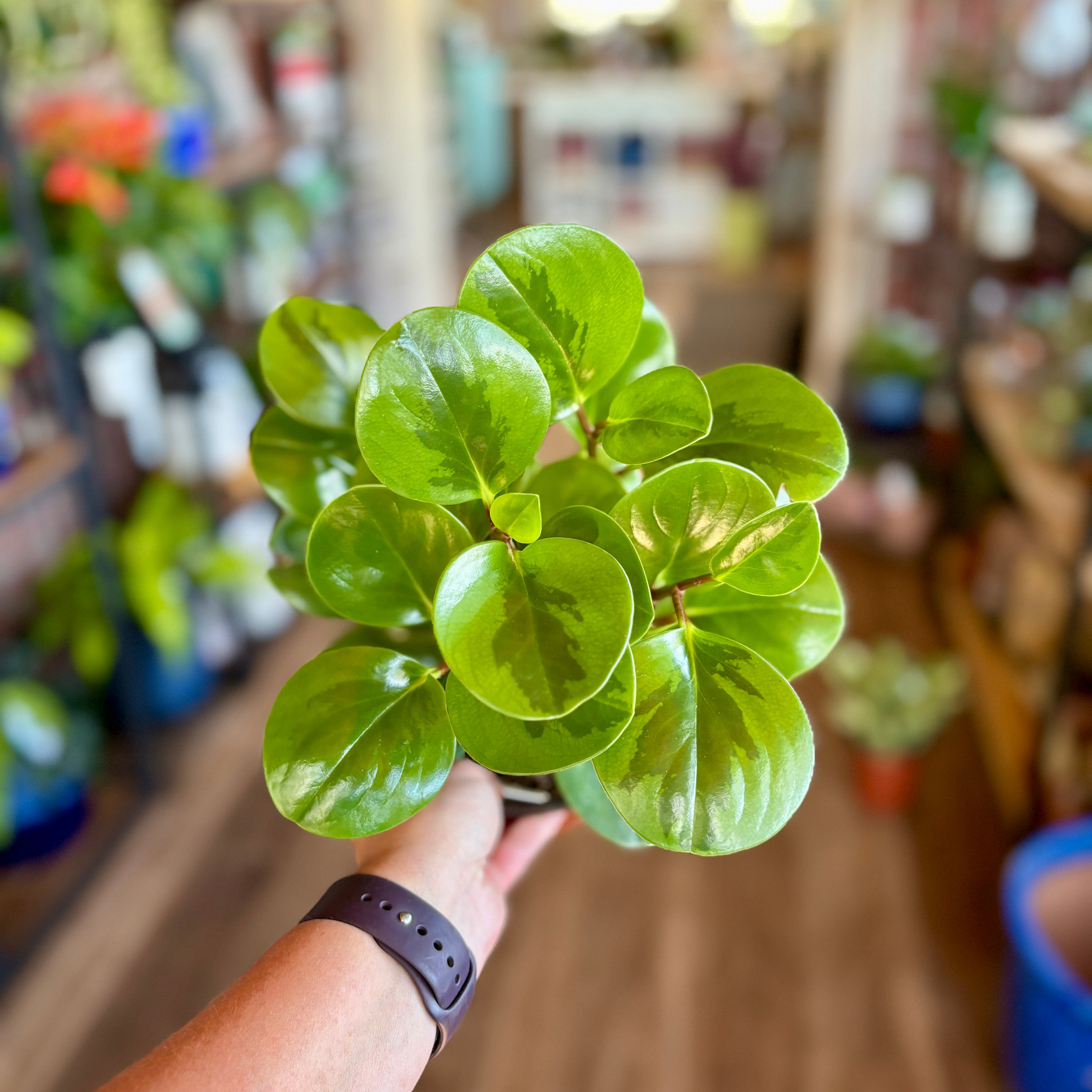 Hand holding a potted plant with green round leaves and a dark green center in a blurred indoor plant shop