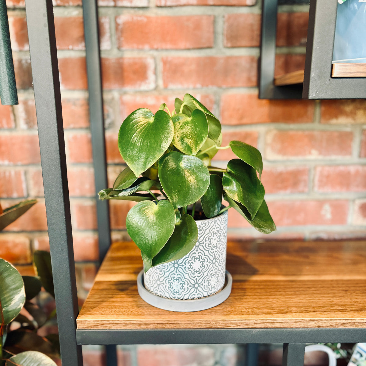 A green plant with heart shaped leaves sitting in a gray and white pot on a shelf with a brick background at Paisley Gardens in Northfield, MN.
