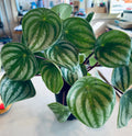 A close-up photo of a green potted plant with oval, watermelon pattern leaves on a light surface at Paisley Gardens in Northfield, MN.
