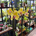 Yellow Phalaenopsis orchid flowers with pink centers blooming on a black metal shelf in a plant-filled greenhouse or nursery.