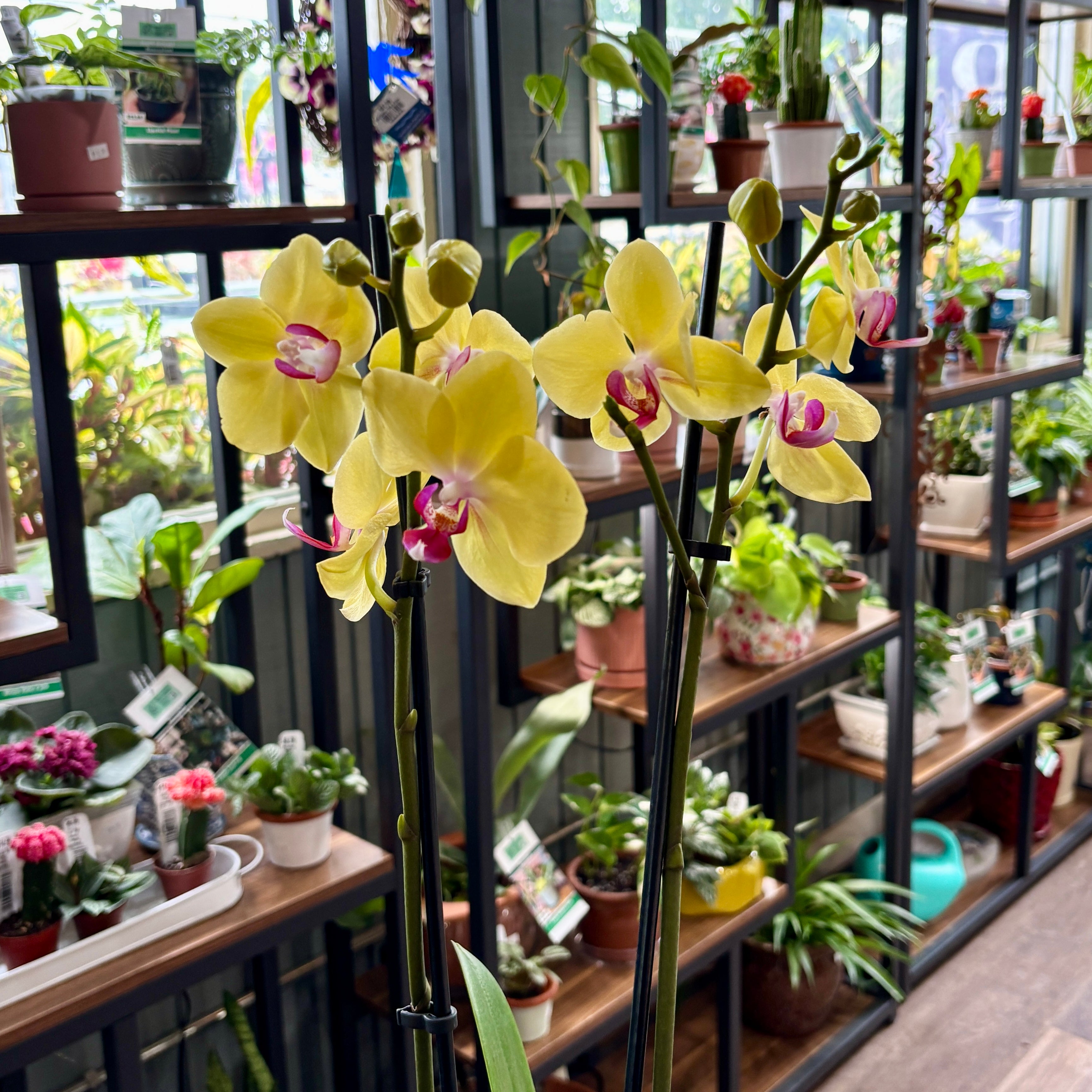 Yellow Phalaenopsis orchid flowers with pink centers blooming on a black metal shelf in a plant-filled greenhouse or nursery.