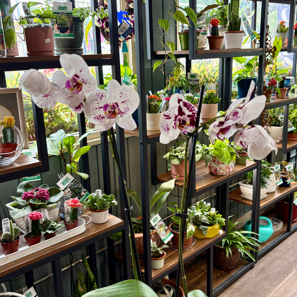 White and purple spotted Phalaenopsis orchid flowers in bloom, displayed in a lush indoor plant shop with wooden shelving filled with various potted green plants.