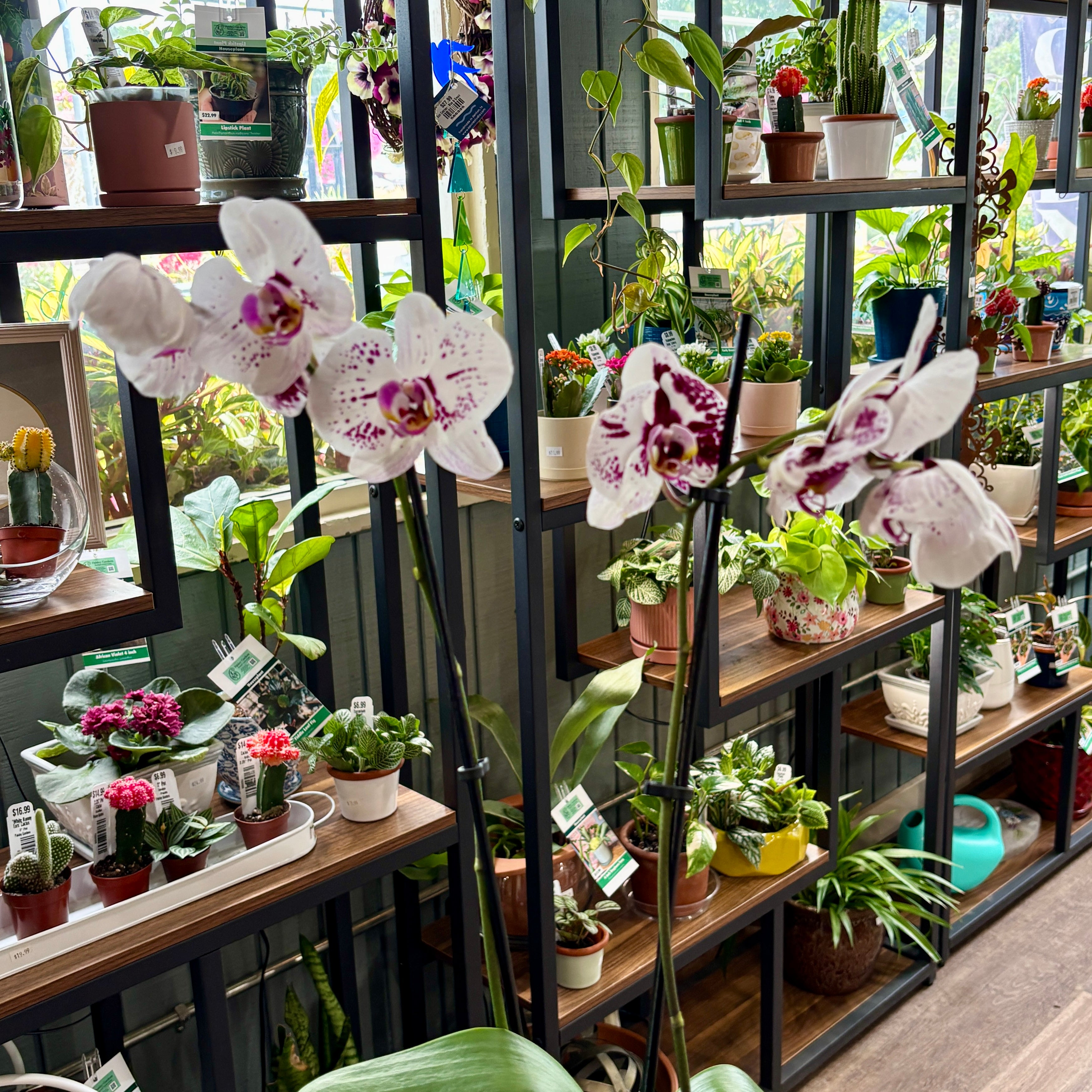 White and purple spotted Phalaenopsis orchid flowers in bloom, displayed in a lush indoor plant shop with wooden shelving filled with various potted green plants.