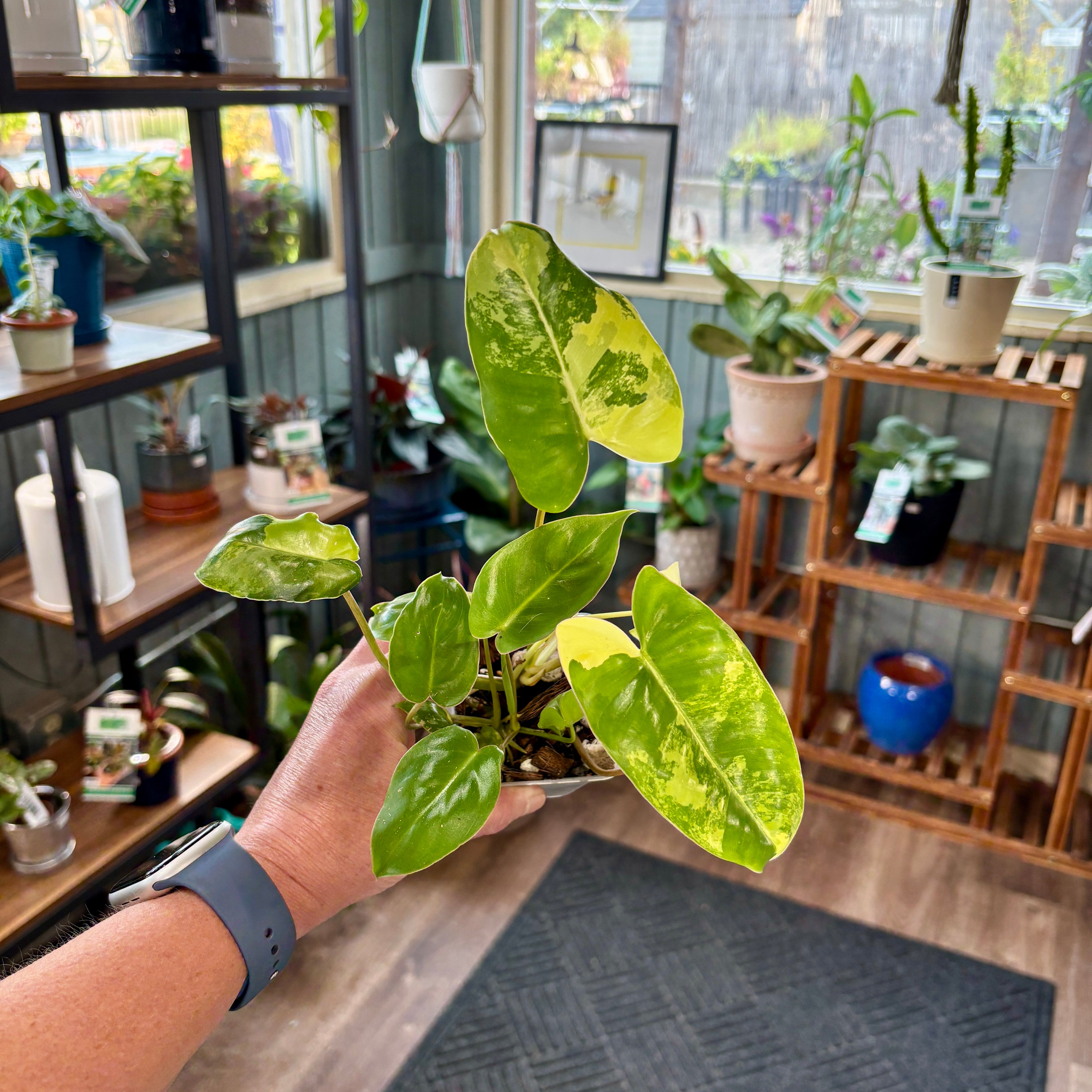A hand holding a healthy philodendron plant with heart shaped variegated foliage featuring shades of green, cream and light yellow in a plant shop with shelves and more plants.