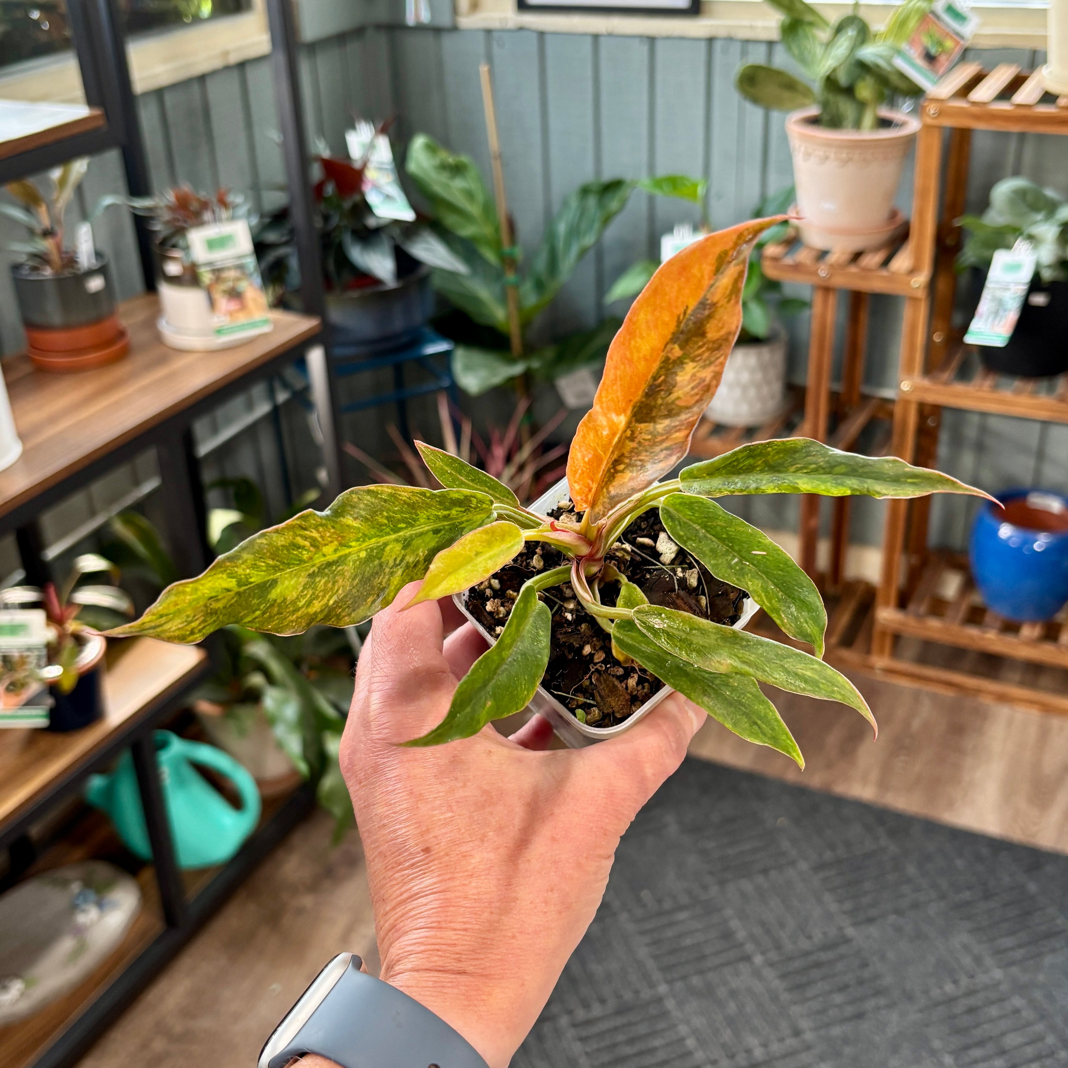 A hand holding a philodendron with elongated, ruffled leaves featuring green, yellow and salmon colored variegation in a plant shop with wooden shelves holding more plants and pots.