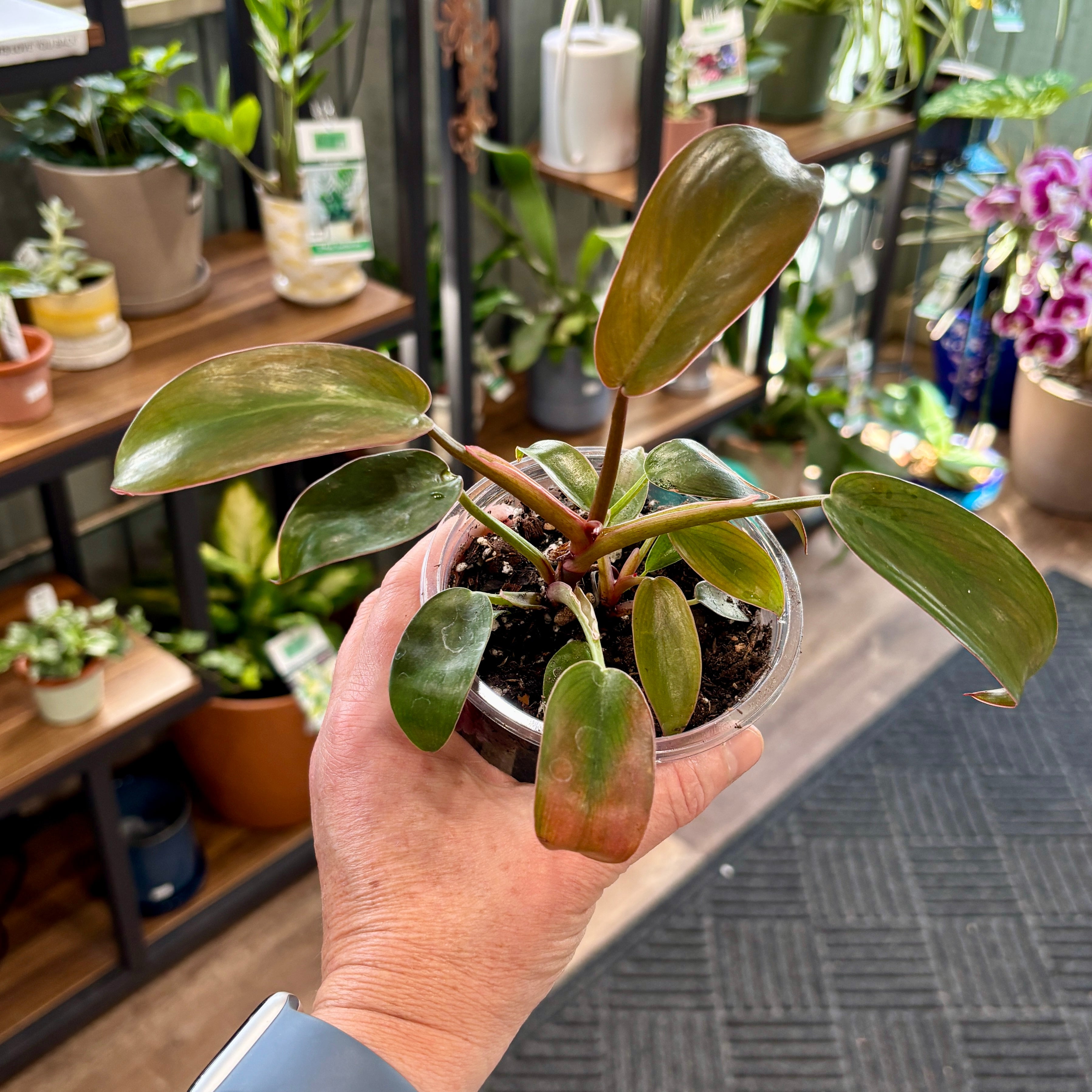 A hand holding a green and bronze leaf plant inside with shelf and plants in the background at Paisley Gardens in Northfield, MN.