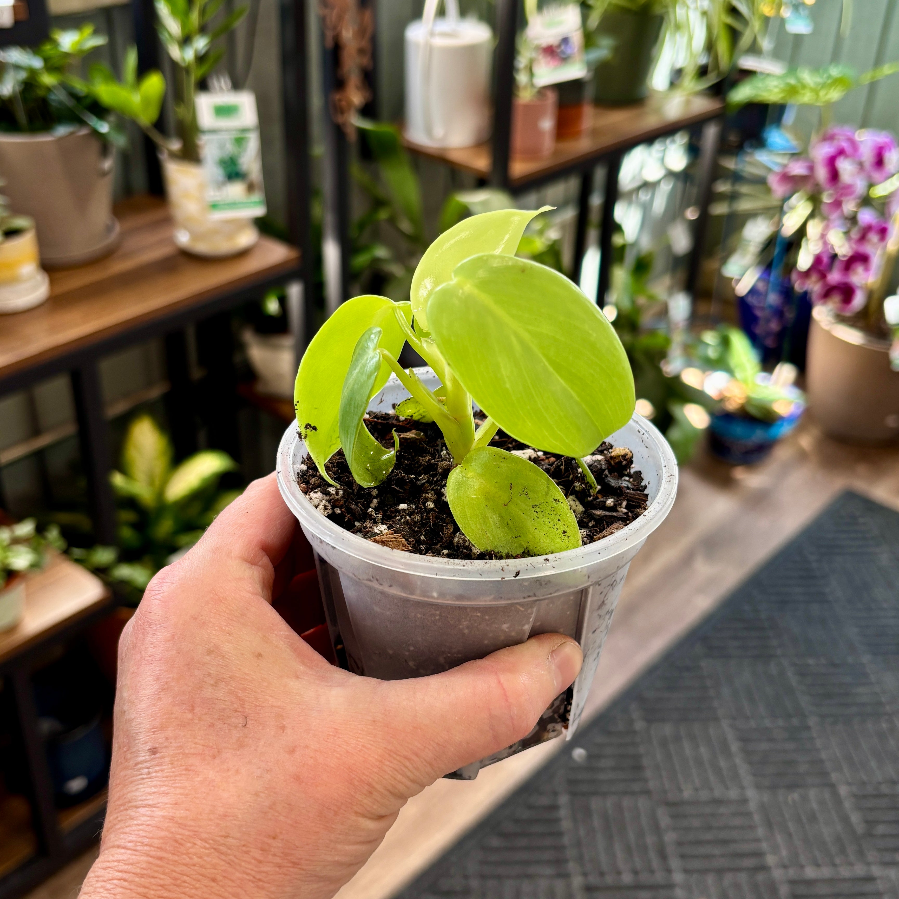 A hand holding a small clear plastic pot with a bright green leafy plant, photographed in a real indoor plantshop environment with shelves and other potted plants in the background.