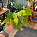 A person's hand holding a healthy green houseplant with heart-shaped leaves in a shop setting with wooden shelves and other potted plants in the background.