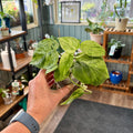 A person's hand holding a small potted variegated philodendron plant with green and cream leaves, set against a background of a plant store with shelves of other plants.