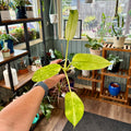 A person holds a potted variegated green plant with bright yellow-green leaves inside a plant-filled garden shop. Shelves in the background hold many other potted plants and pots.