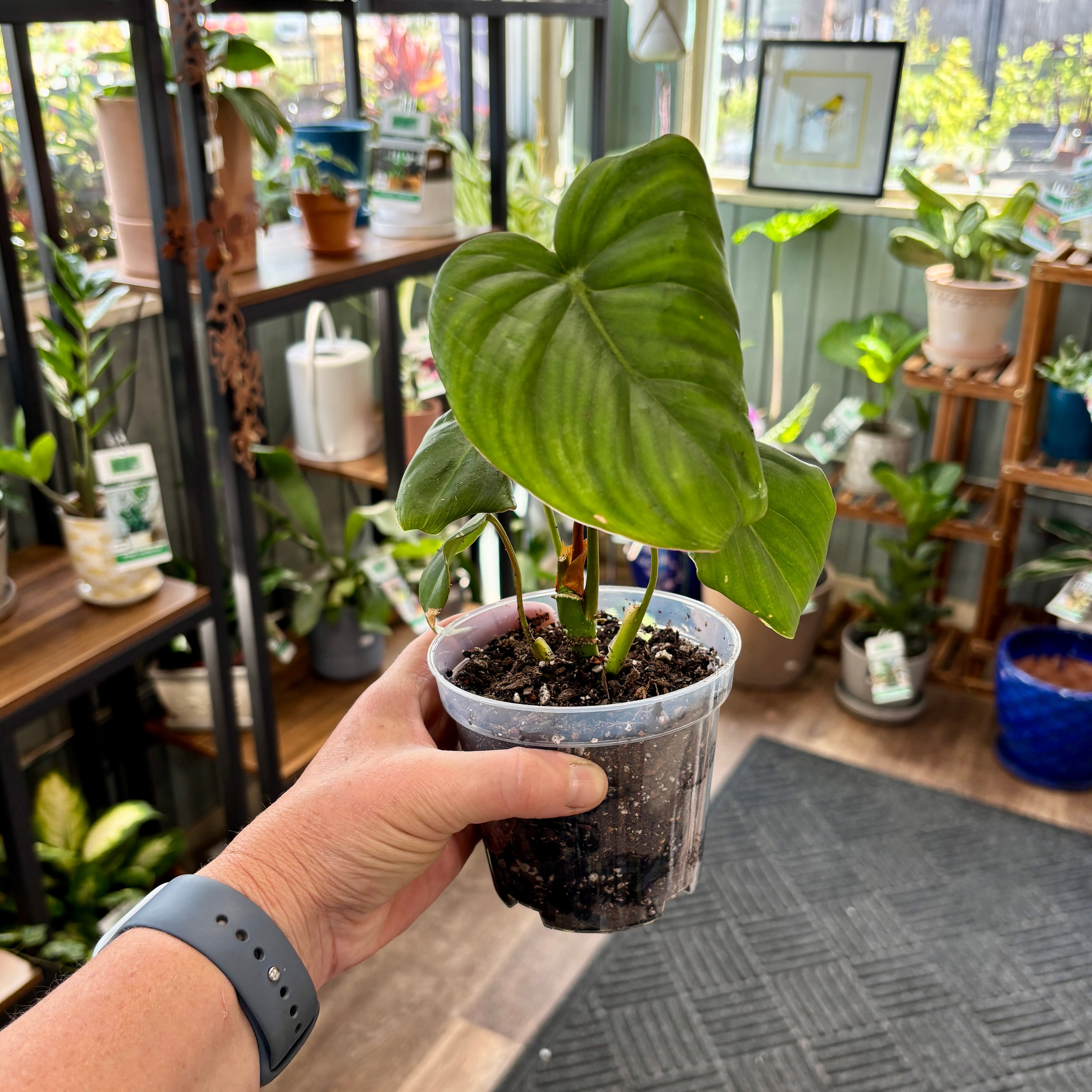 A hand holding a plant with large green heart shaped leaves in a plant shop.