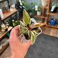 A hand holding a small philodendron with variegated leaves featuring green, white and bronze-red colors at a plant shop surrounded by shelves with plants and pots.