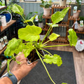 A person's hand holding a small potted plant with bright green, heart-shaped ruffled leaves in a shop setting with wooden shelves and other potted plants in the background.