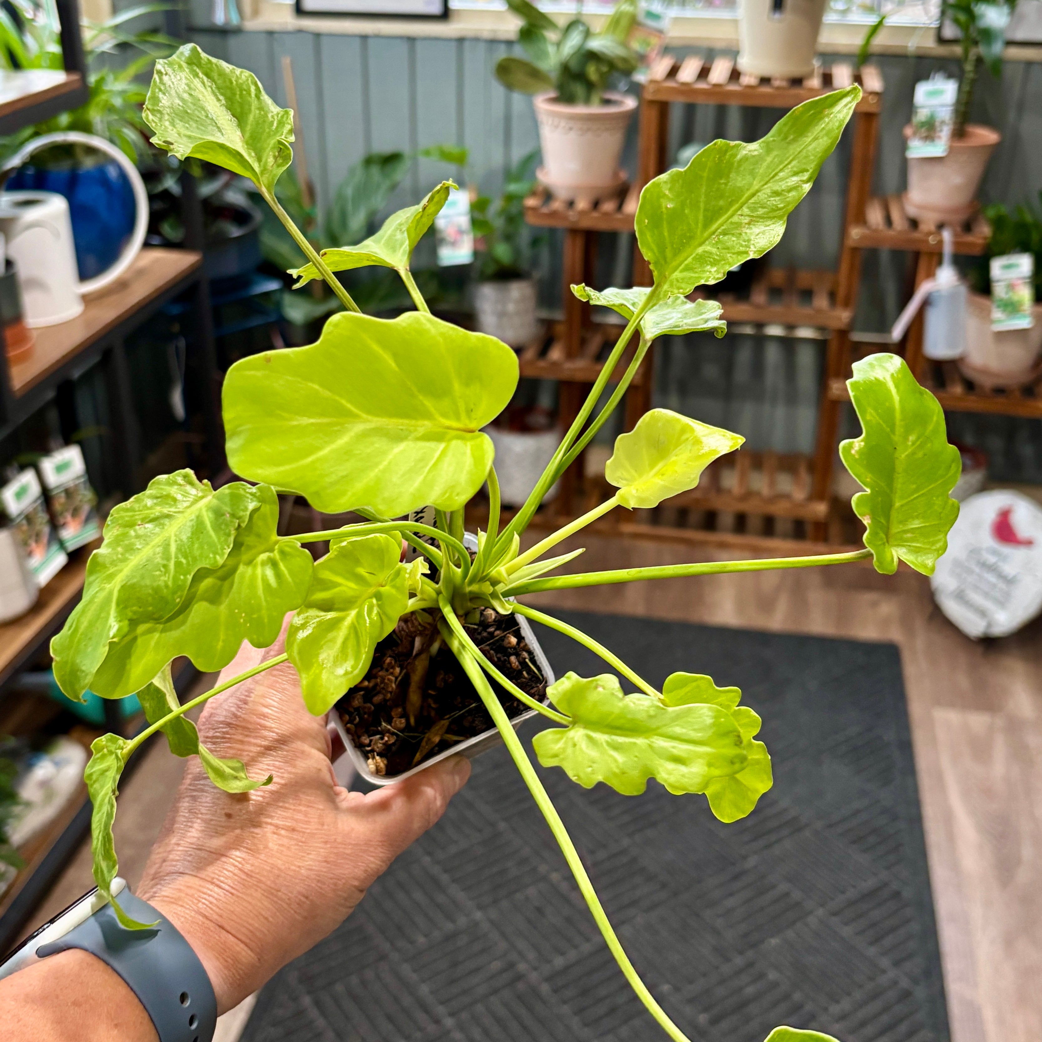 A person's hand holding a small potted plant with bright green, heart-shaped ruffled leaves in a shop setting with wooden shelves and other potted plants in the background.