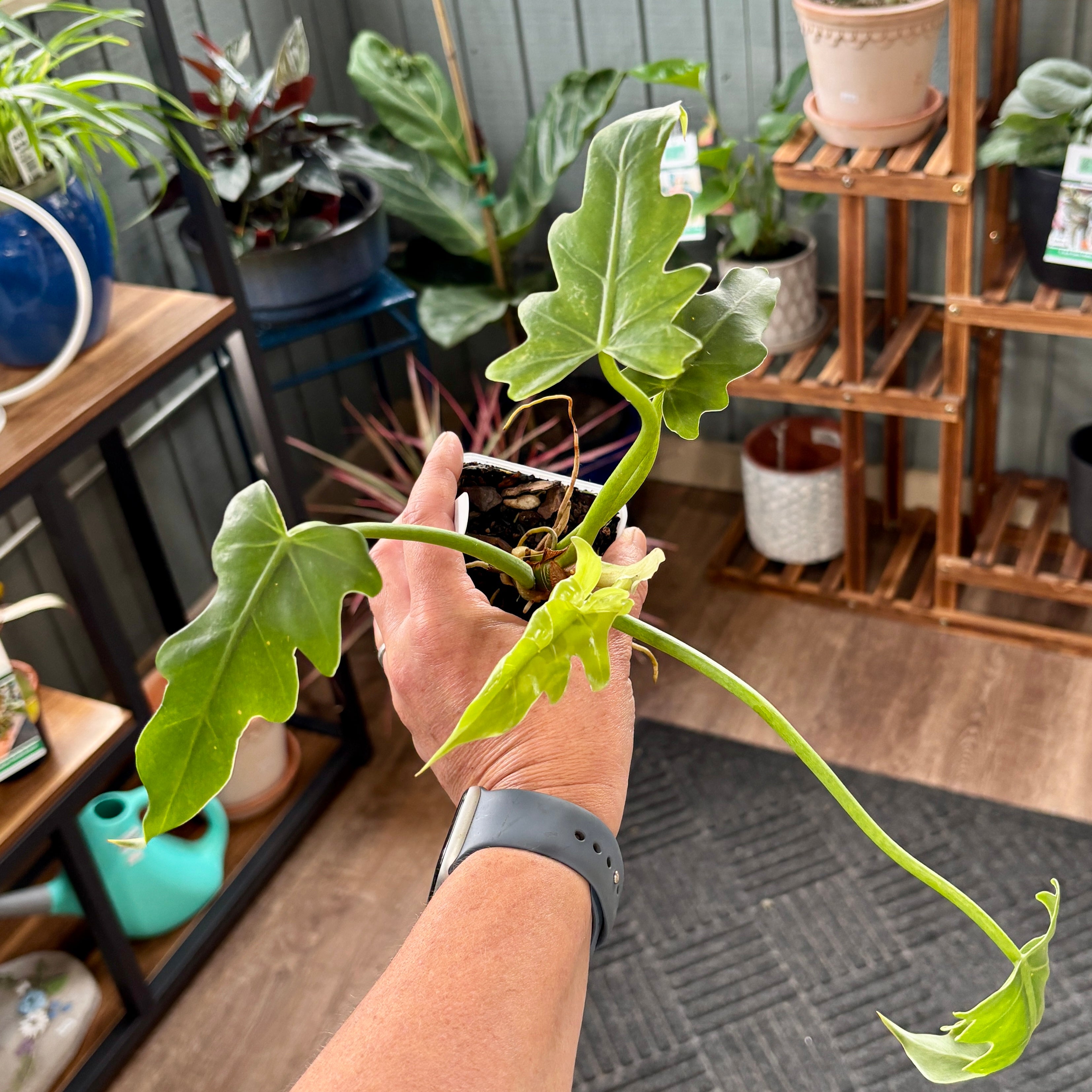 A hand holding a philodendron with dark green, deeply lobed leaves in a plant shop with shelves, pots and plants in the background. 