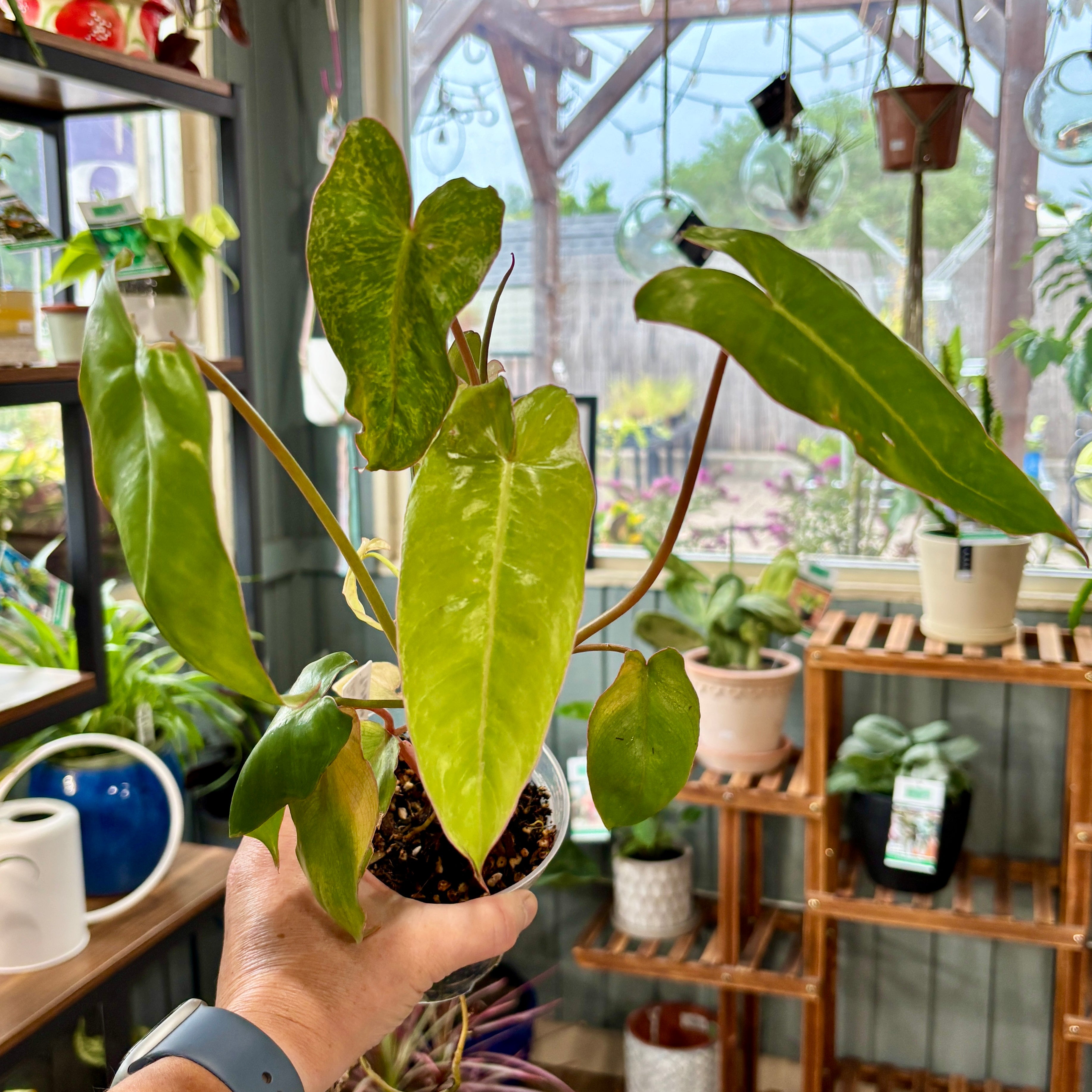 A hand holding a Philodendron with elongated leaves in shades of green with yellow speckles at a plant shop with shelves filled with pots and plants.