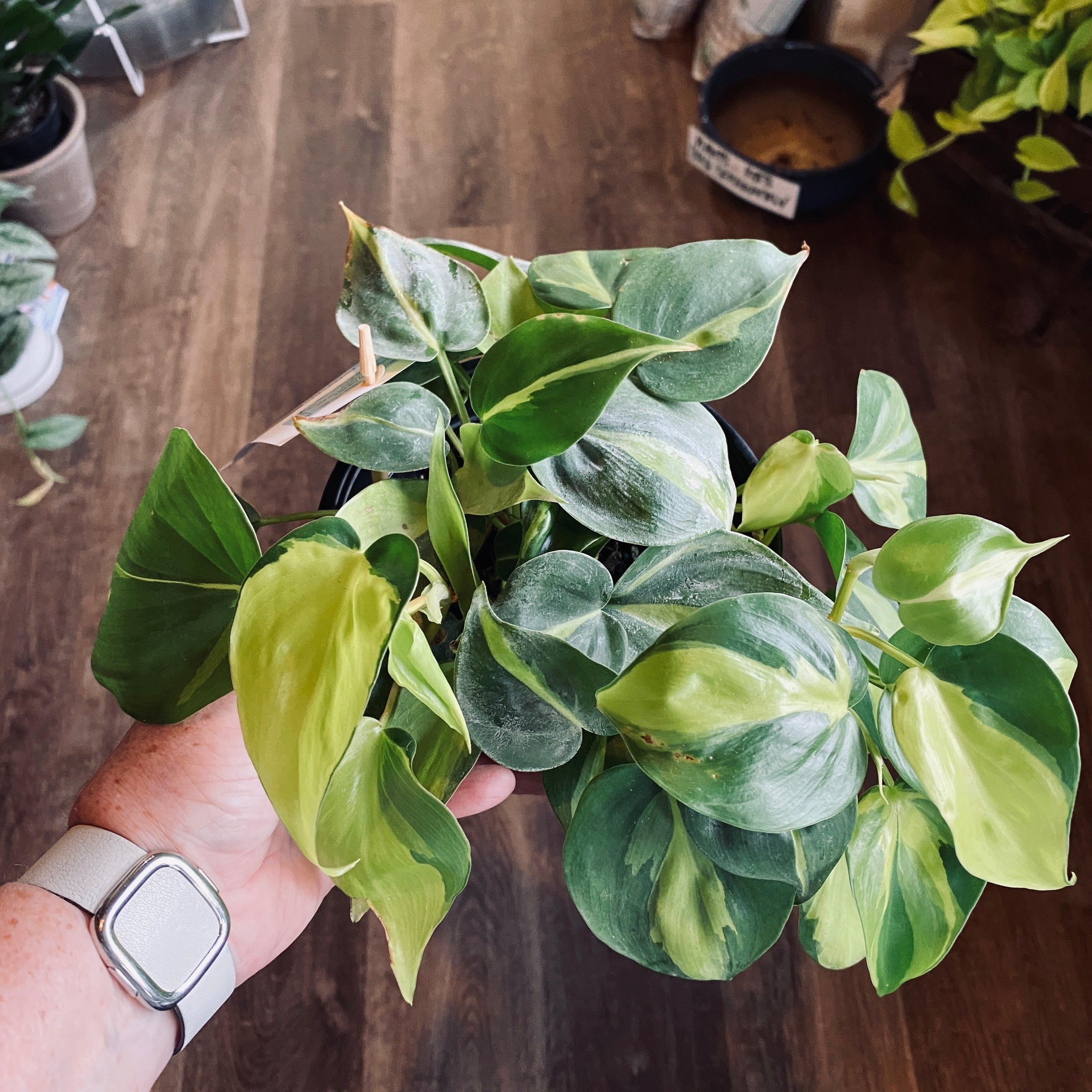 Hand holding a potted vining Philodendron with green and yellow variegated leaves on a wooden surface