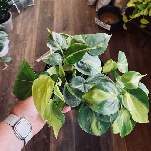 Hand holding a potted vining Philodendron with green and yellow variegated leaves on a wooden surface