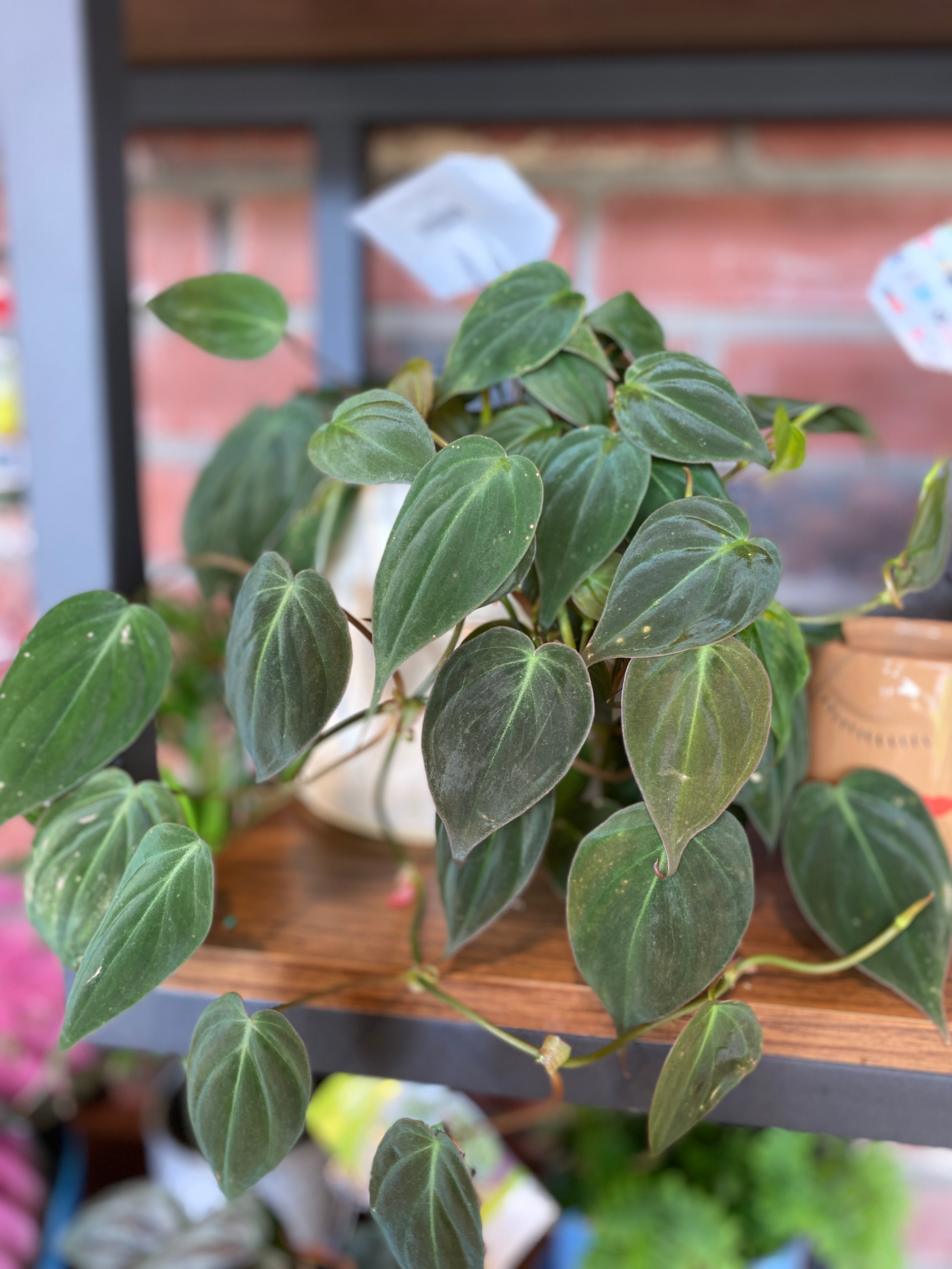 Potted vining plant with green leaves on a blurred background