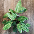 Philodendron Painted Lady potted plant on a wooden surface